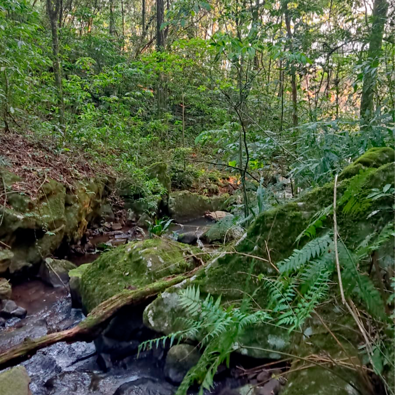 Córrego que nasce da cascata