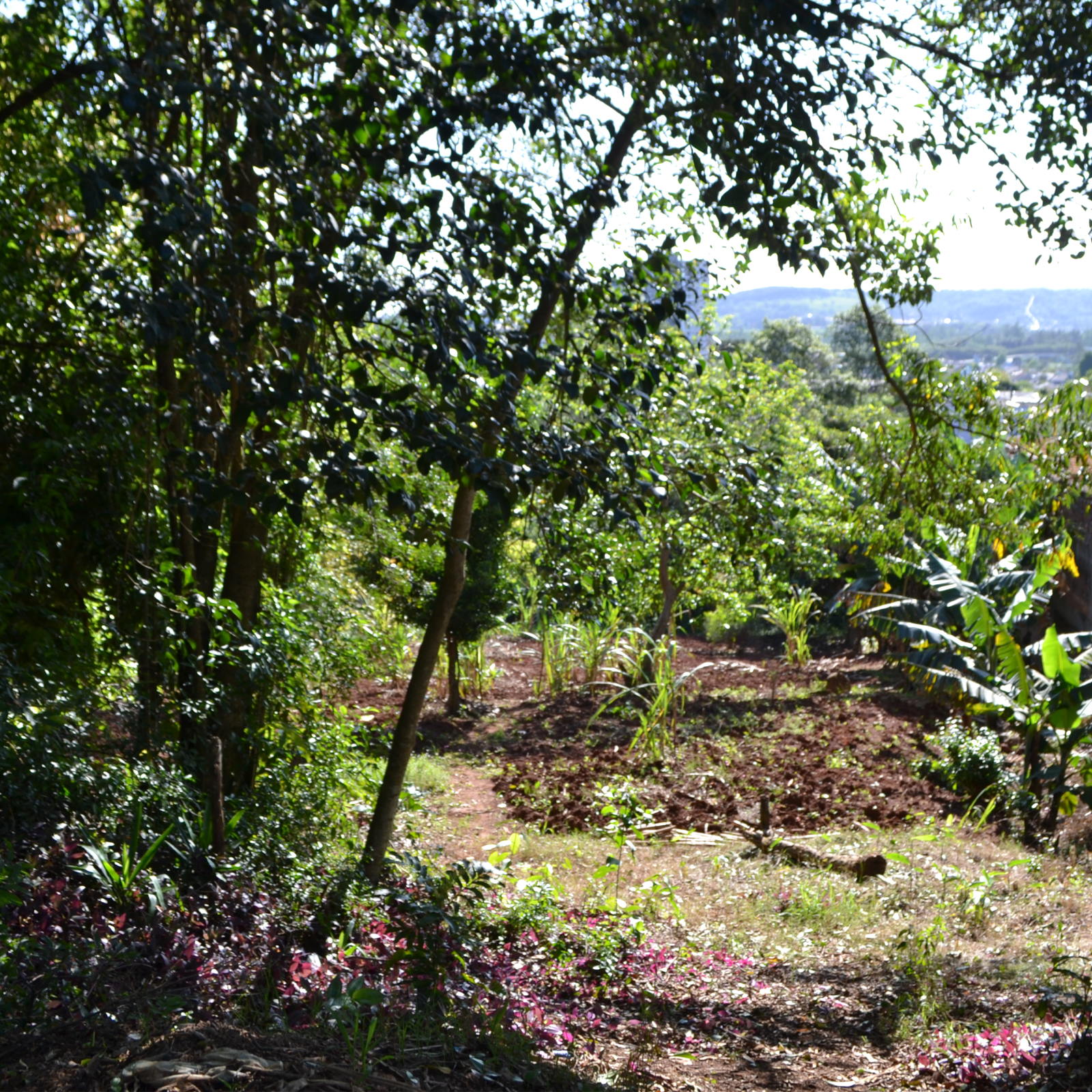 vista do terreno 