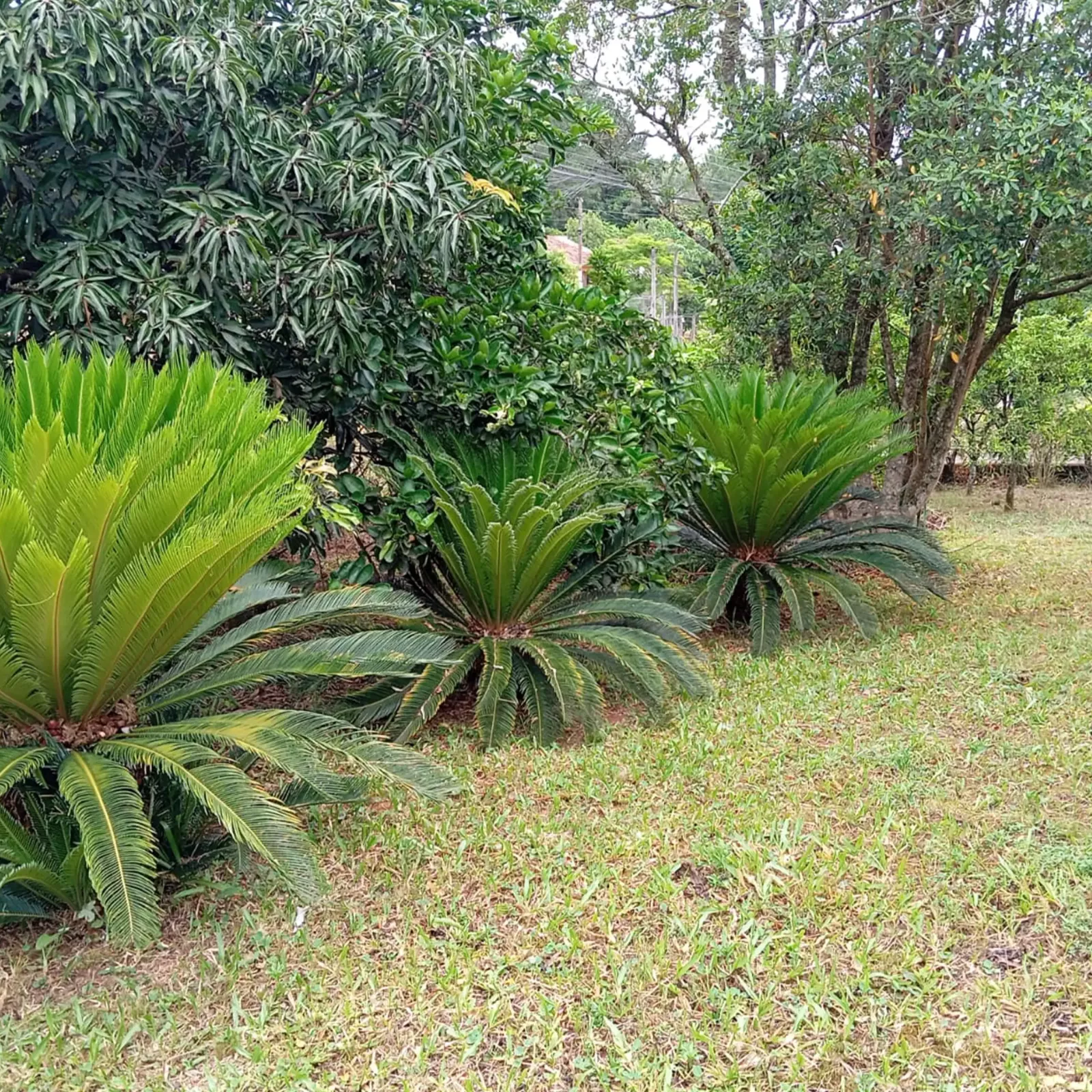 Terreno amplo com belos arbustos e plantas