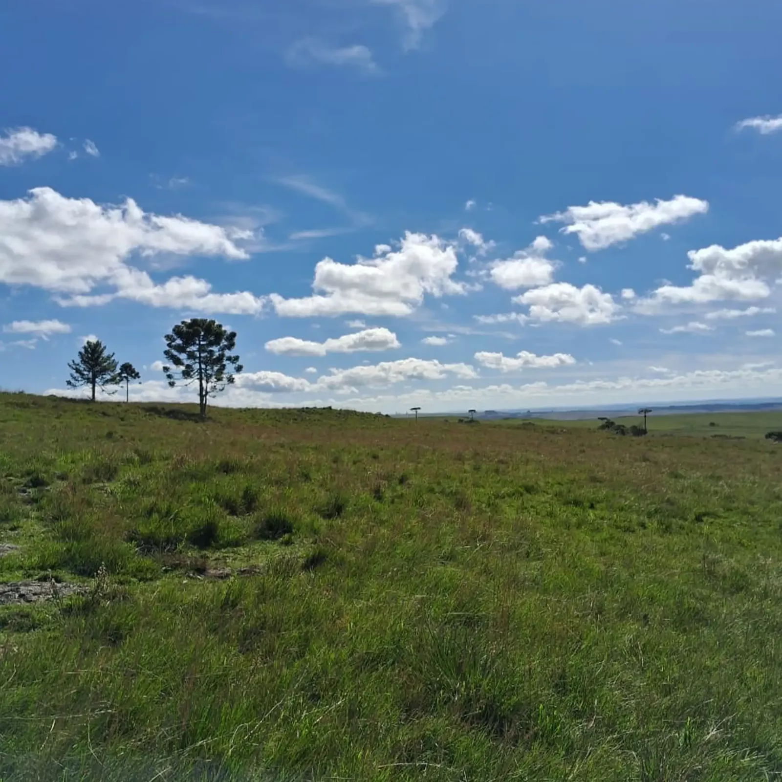 Vasto campo para atividade agrícola