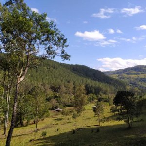 Chácara - Sítio em Taquara / Padilha